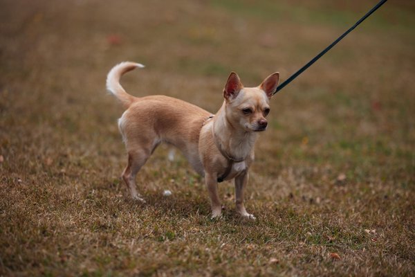 Die Rolle von Low-Carb-Diäten für die Ausdauerleistung: Unentbehrliches Wissen für Athleten